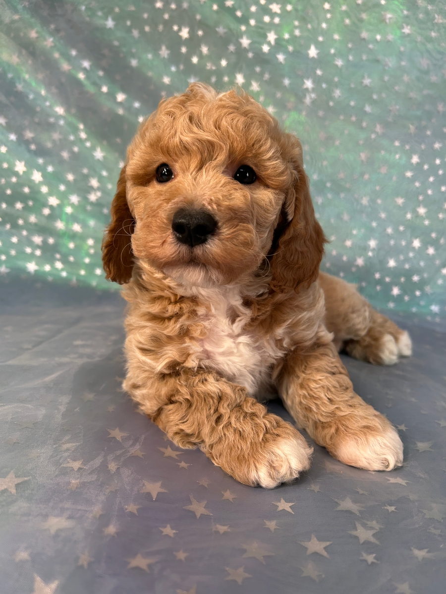 Male Bichon Poodle Pup for Sale DOB 1-27-2025 $950